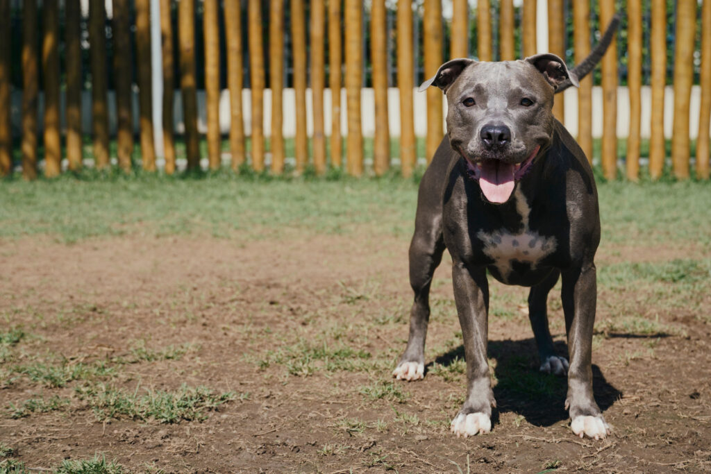 pitbull senza museruola