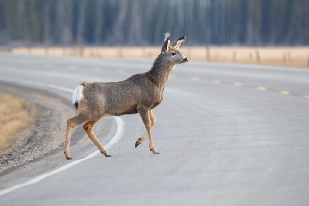 incidente animale selvatico