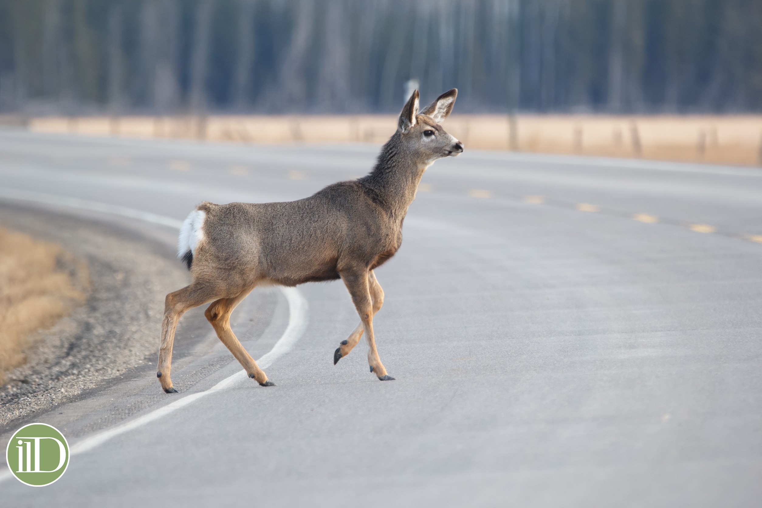 incidente animale selvatico