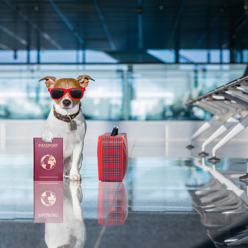 animali in aereo