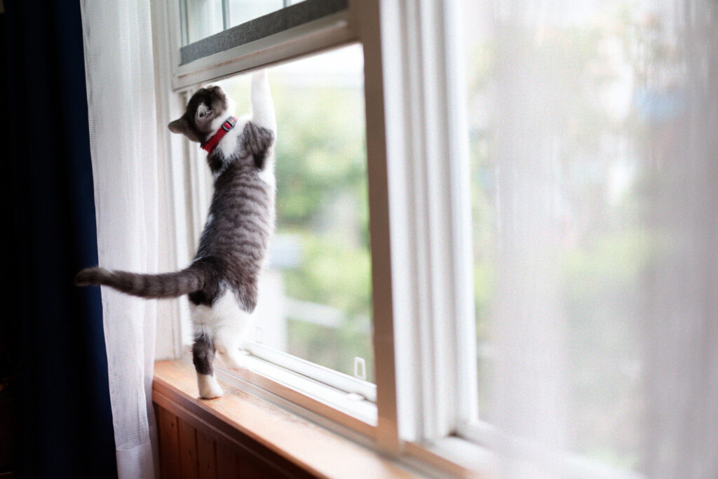 gatti in condominio