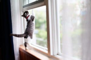 gatti in condominio