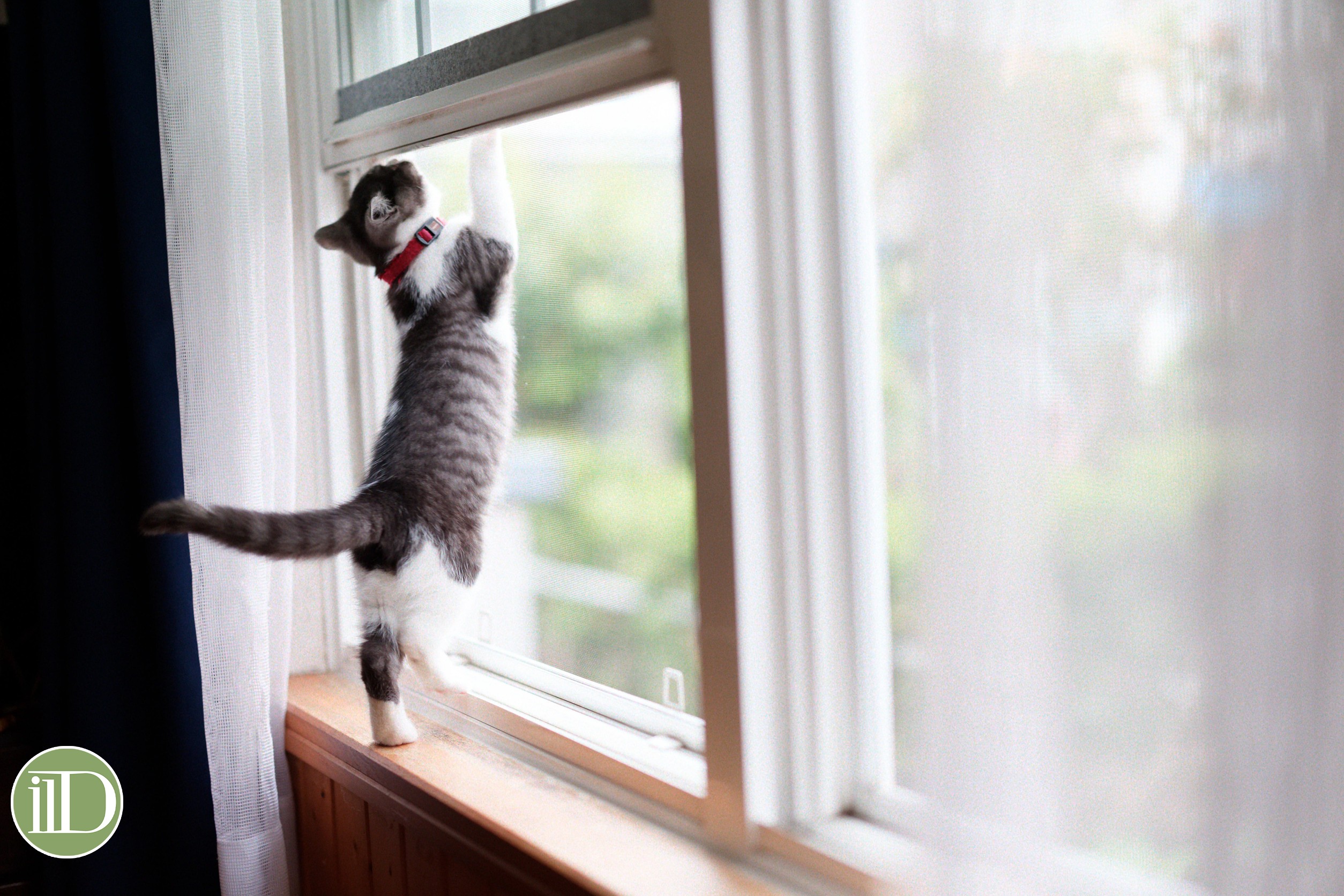 gatti in condominio