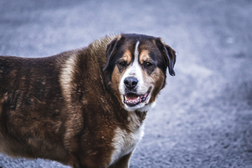 morso cane randagio