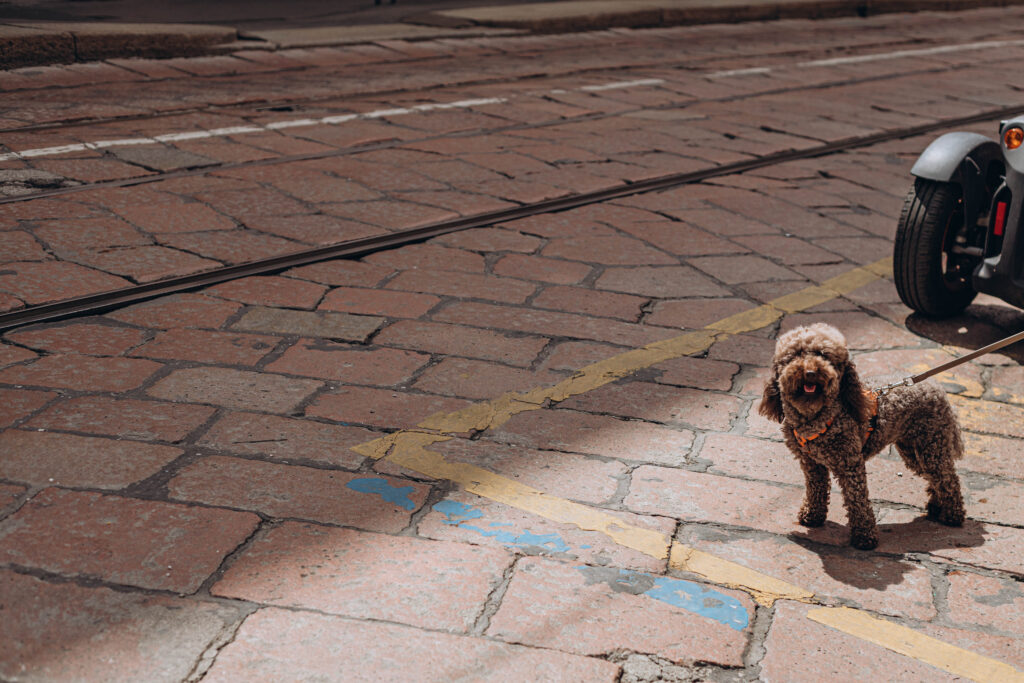 cani legati